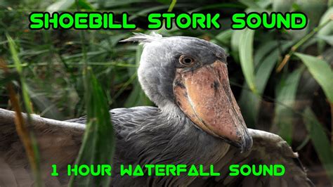 shoebill stork sounds